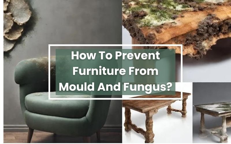 How To Prevent Furniture From Mould and fungus?
